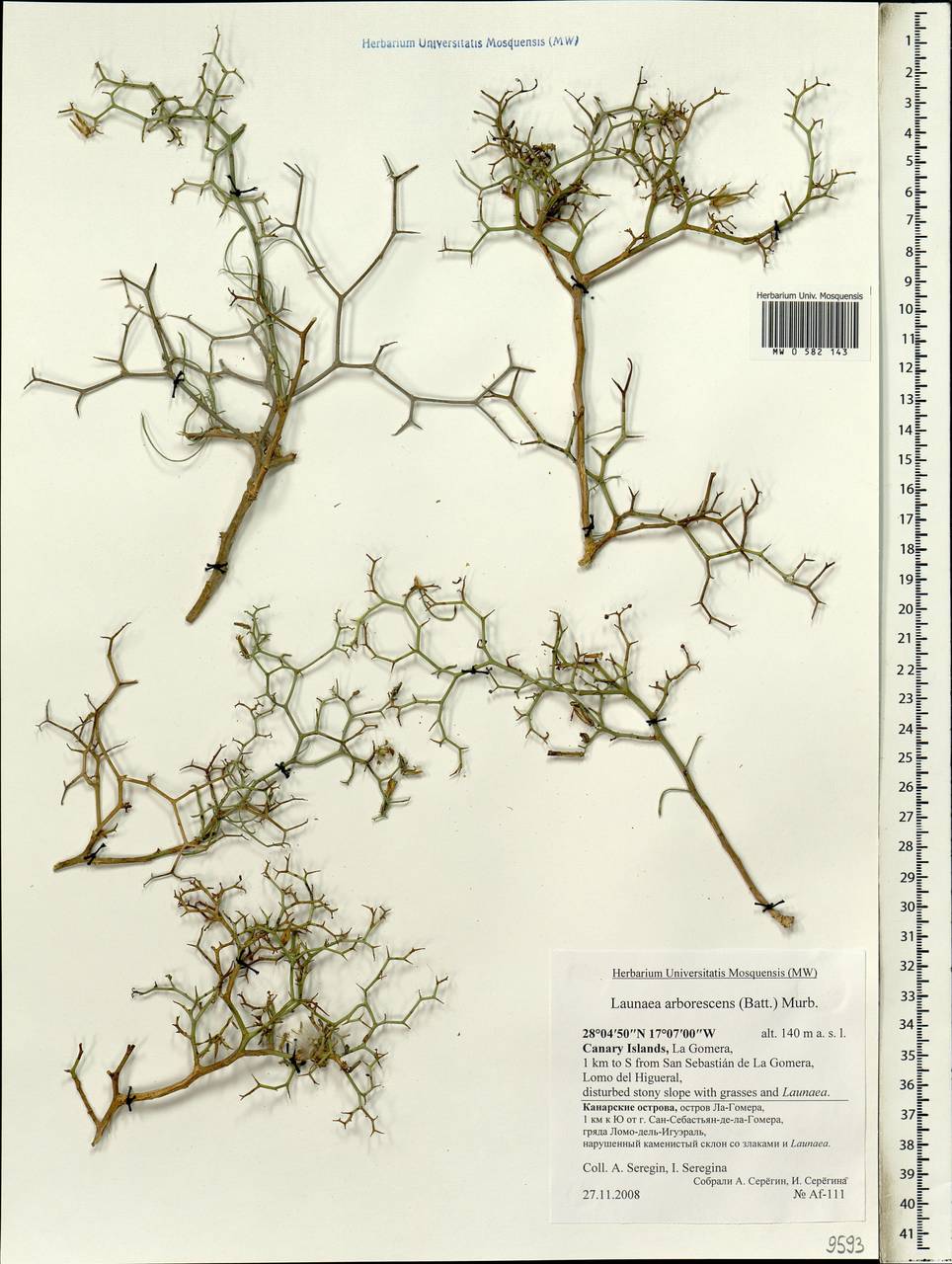 Launaea arborescens (Batt.) Murb., Африка (AFR) (Испания)