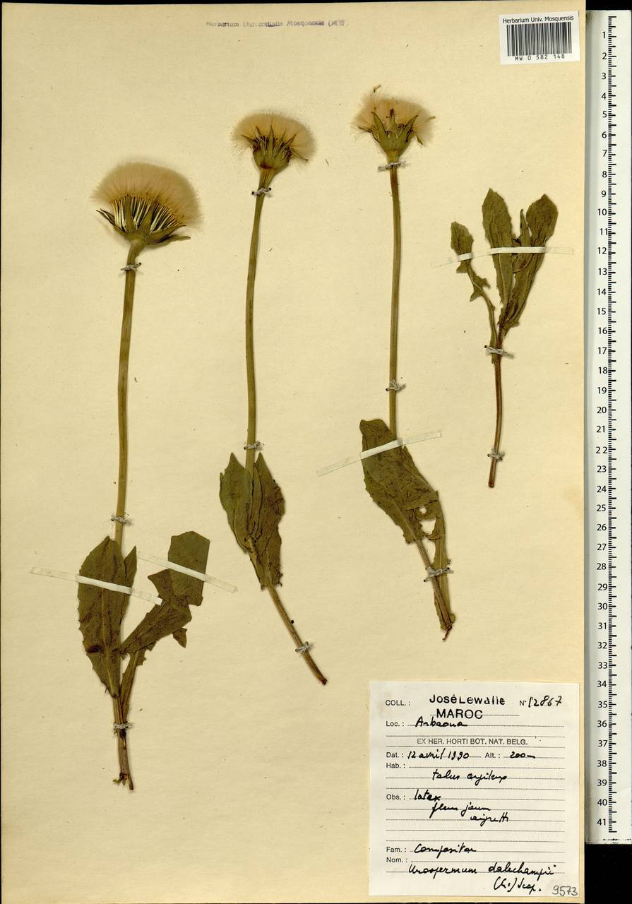 Urospermum dalechampii (L.) Scop. ex F.W.Schmidt, Африка (AFR) (Марокко)