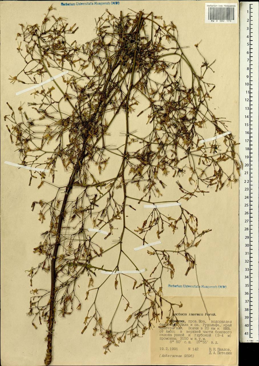 Lactuca inermis Forssk., Африка (AFR) (Эфиопия)