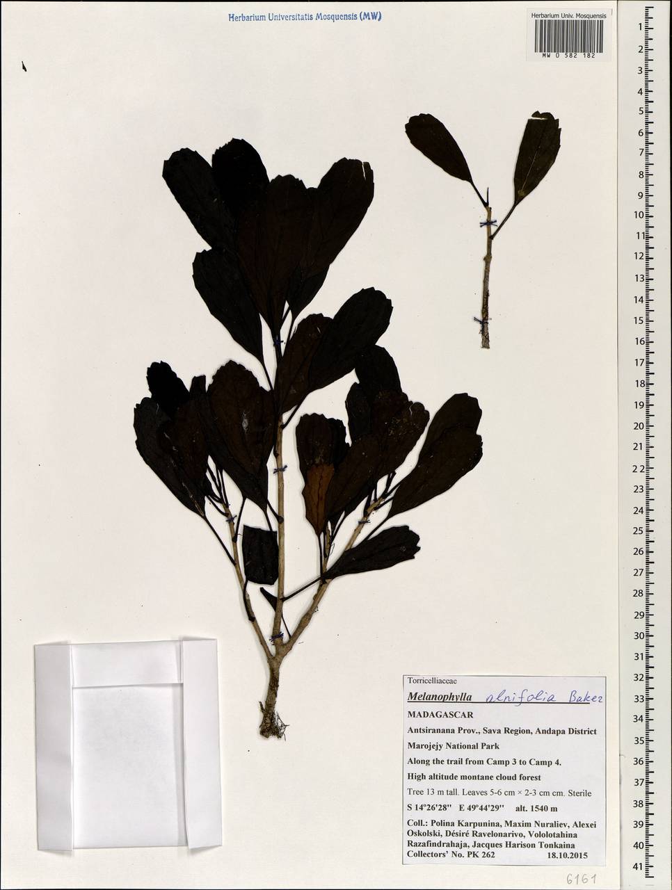 Melanophylla alnifolia Baker, Африка (AFR) (Мадагаскар)