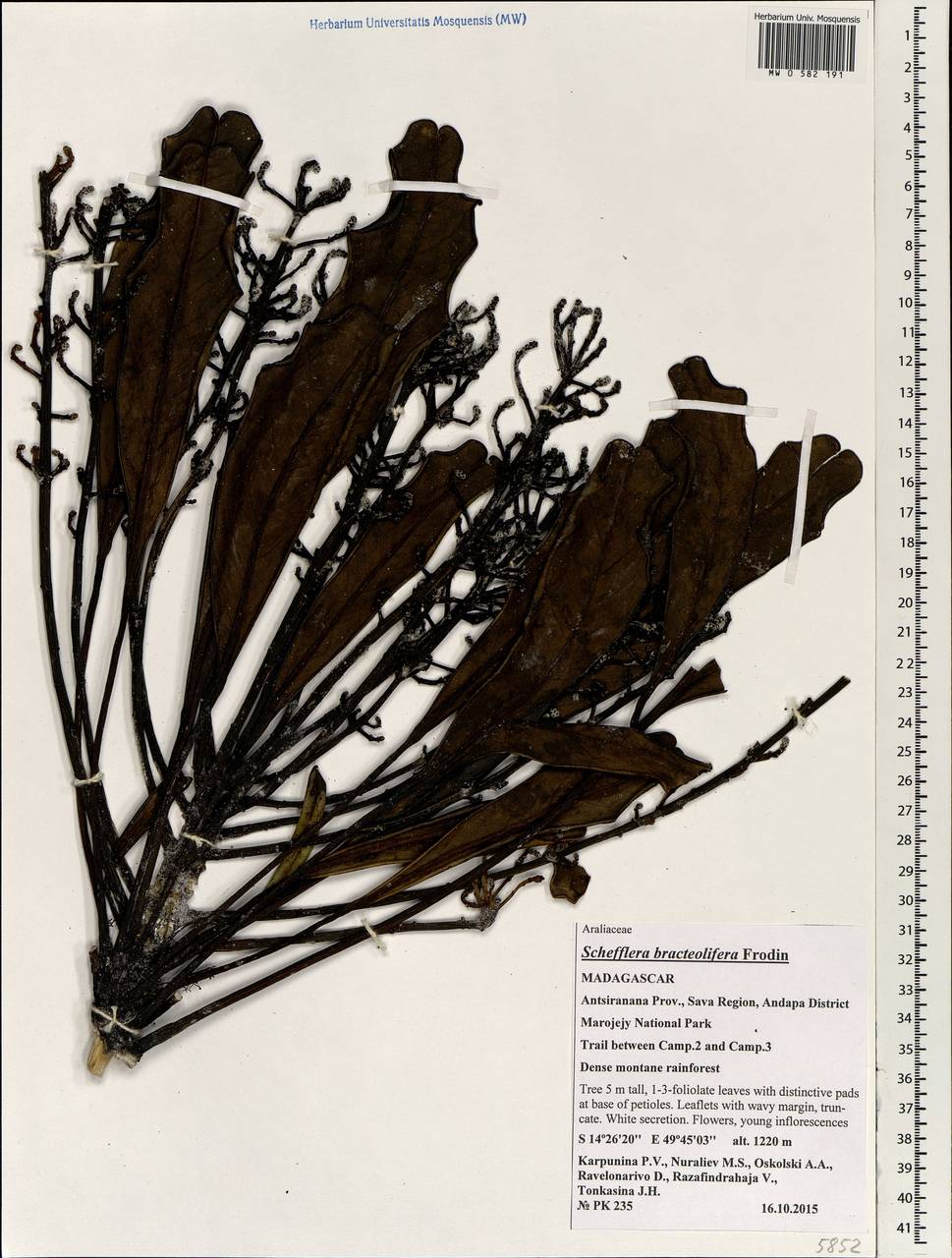 Neocussonia bracteolifera (Frodin) Lowry, G. M. Plunkett, Gostel & Frodin, Африка (AFR) (Мадагаскар)