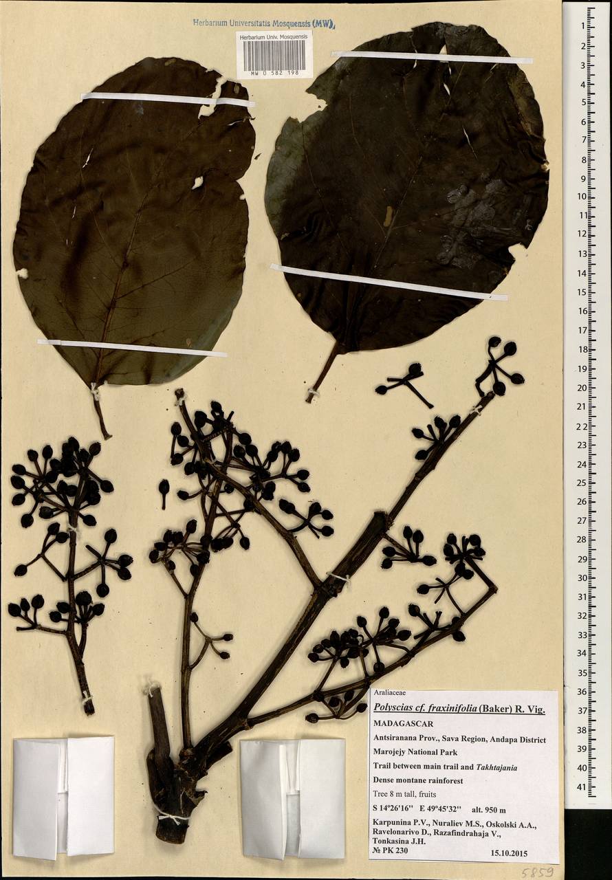 Polyscias fraxinifolia (Baker) R.Vig., Африка (AFR) (Мадагаскар)