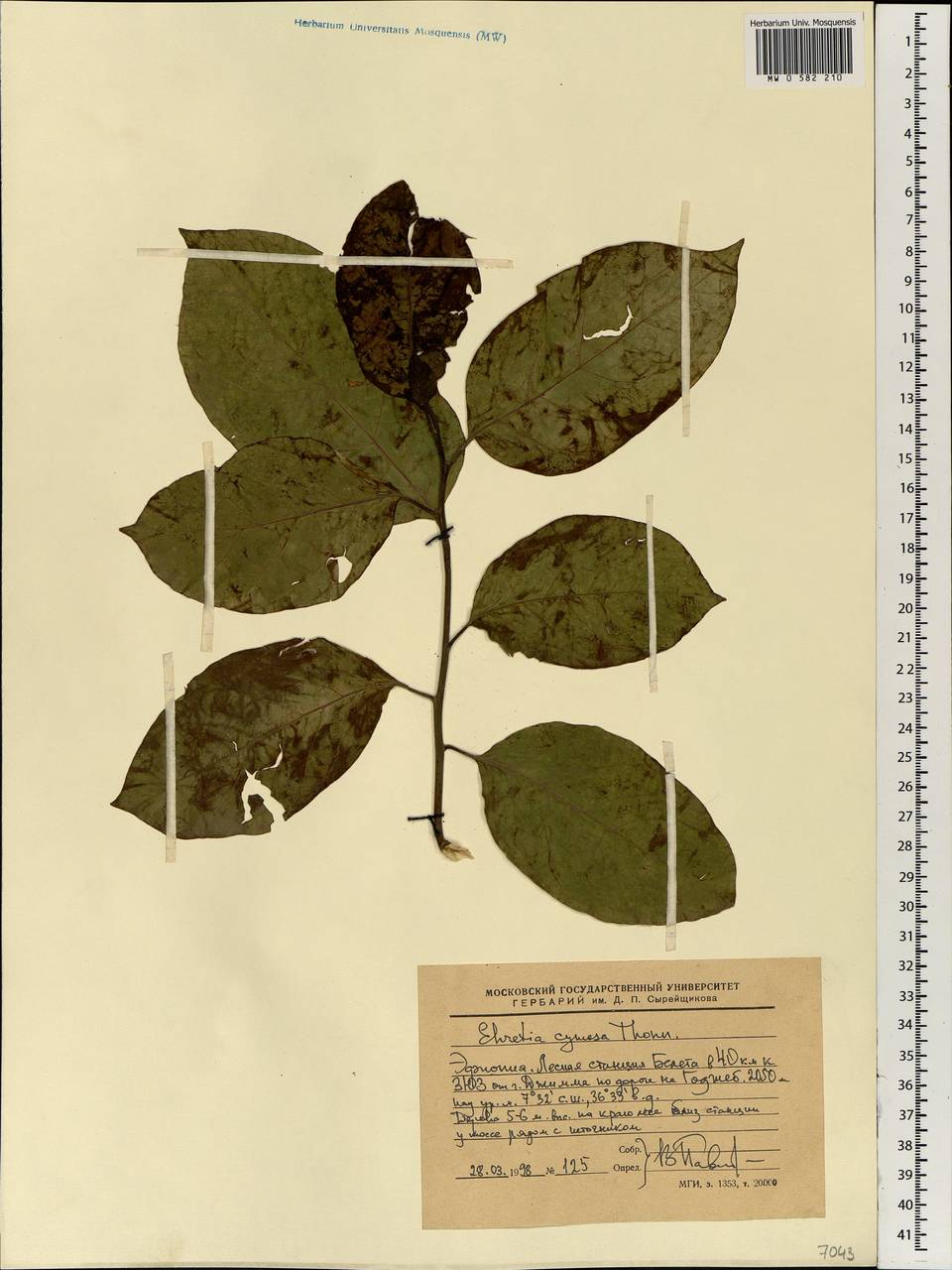 Ehretia cymosa Thonn., Африка (AFR) (Эфиопия)