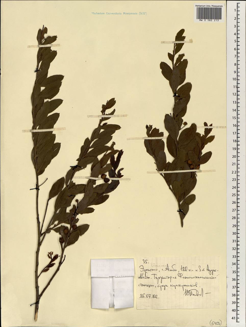 Ebenaceae, Африка (AFR) (Эфиопия)