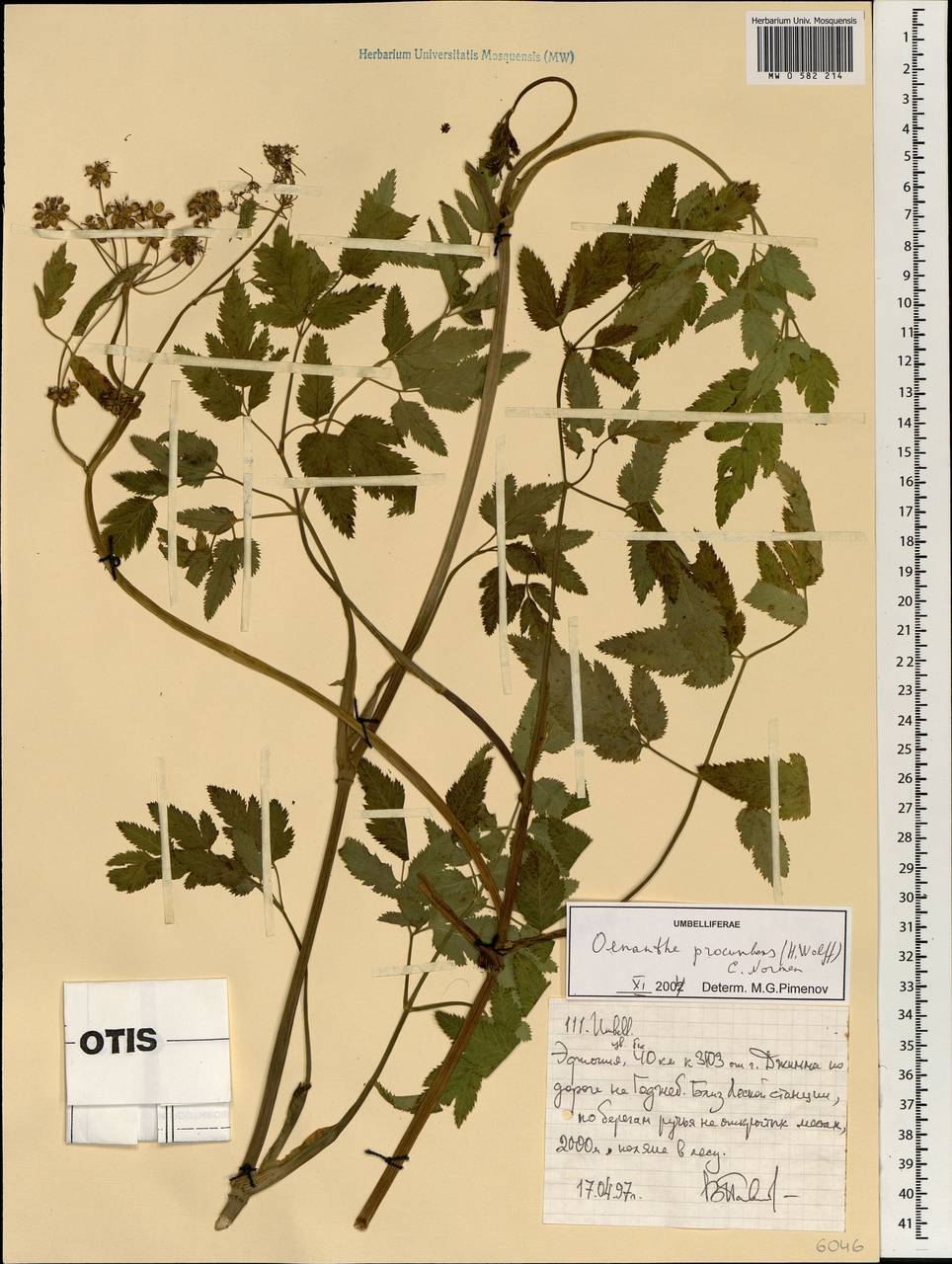 Oenanthe procumbens (H. Wolff) C. Norman, Африка (AFR) (Эфиопия)