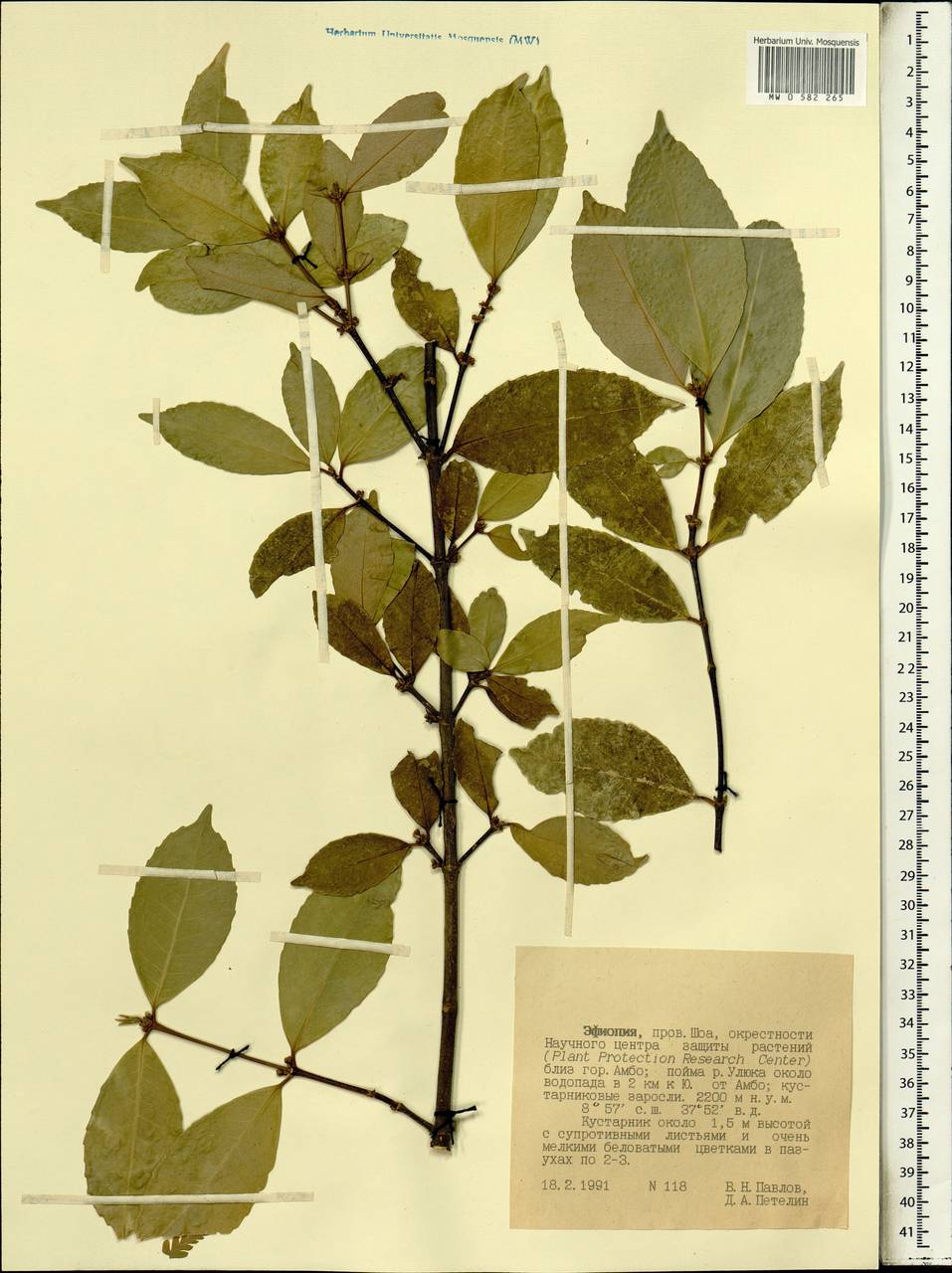 Magnoliopsida, Африка (AFR) (Эфиопия)