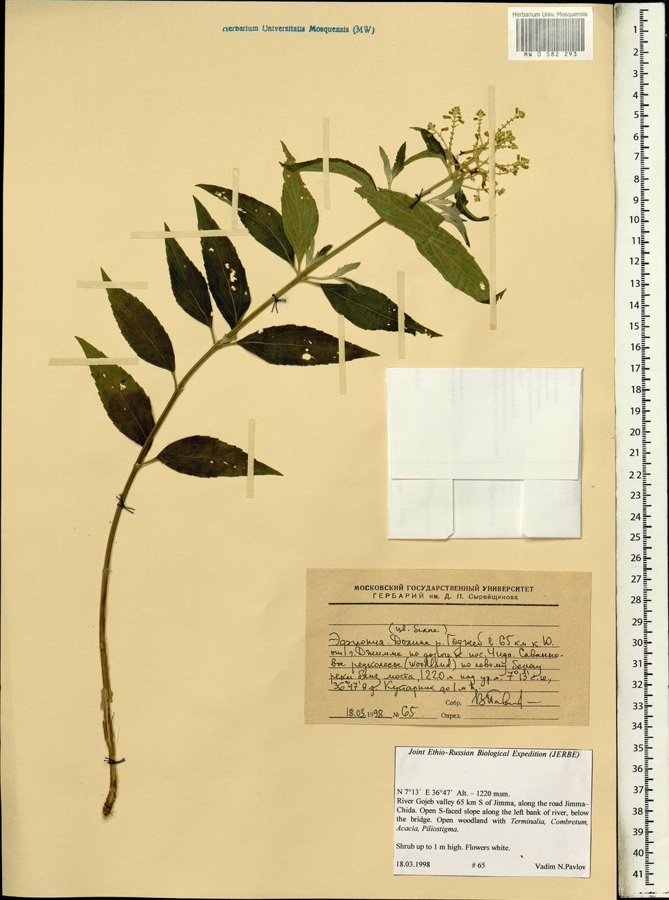 Magnoliopsida, Африка (AFR) (Эфиопия)