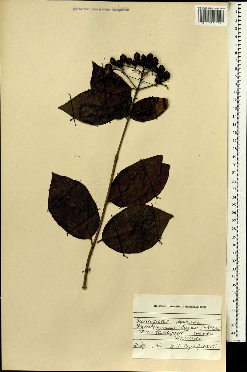 Magnoliopsida, Африка (AFR) (Мали)