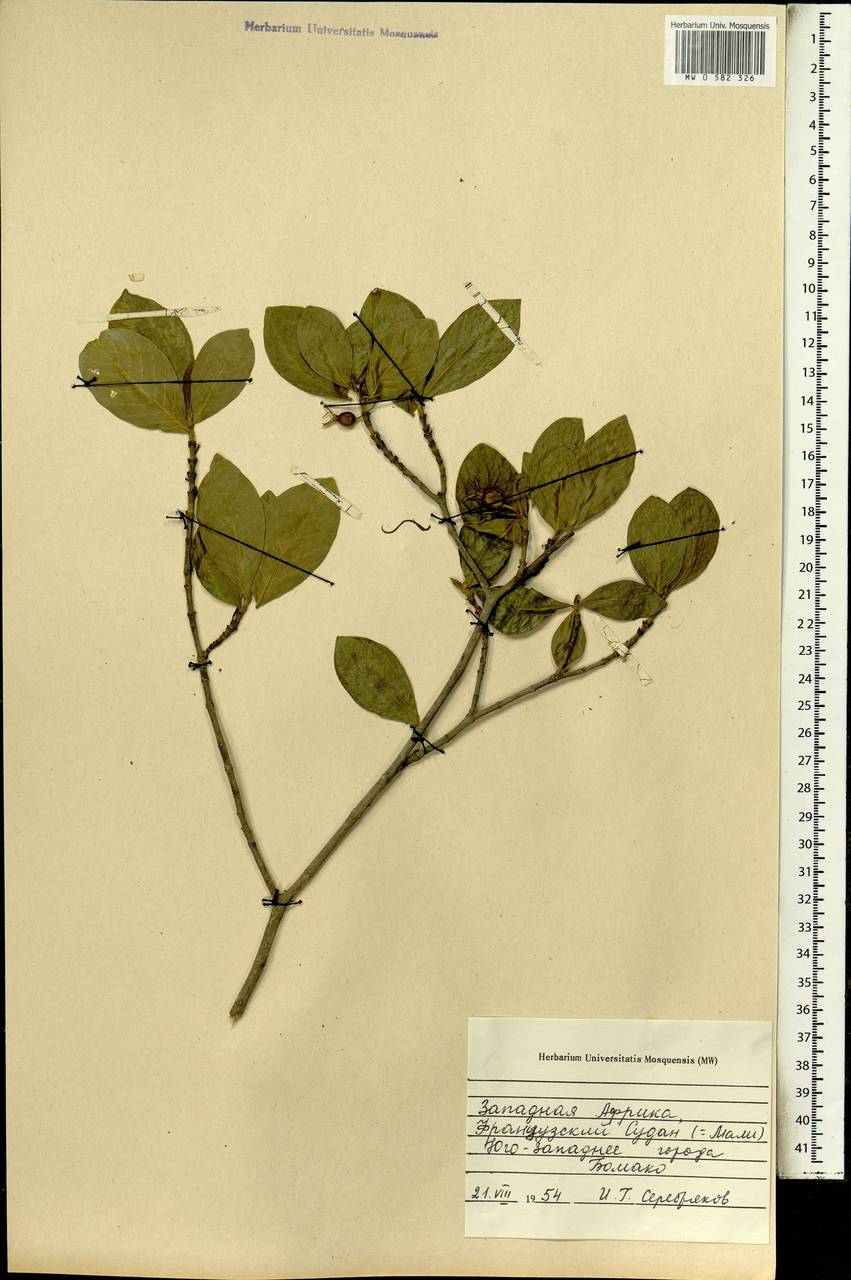 Magnoliopsida, Африка (AFR) (Мали)