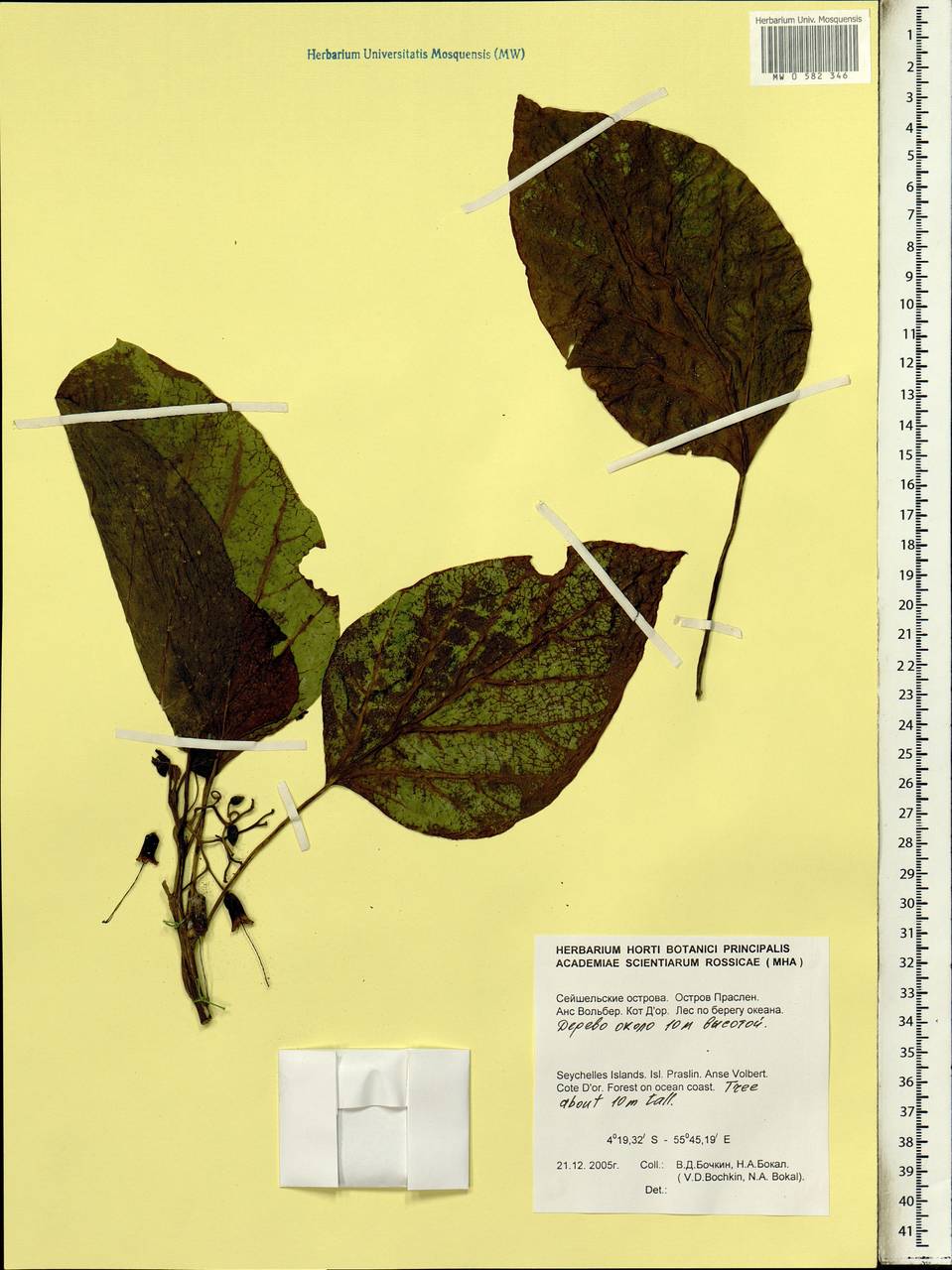 Magnoliopsida, Африка (AFR) (Сейшельские острова)