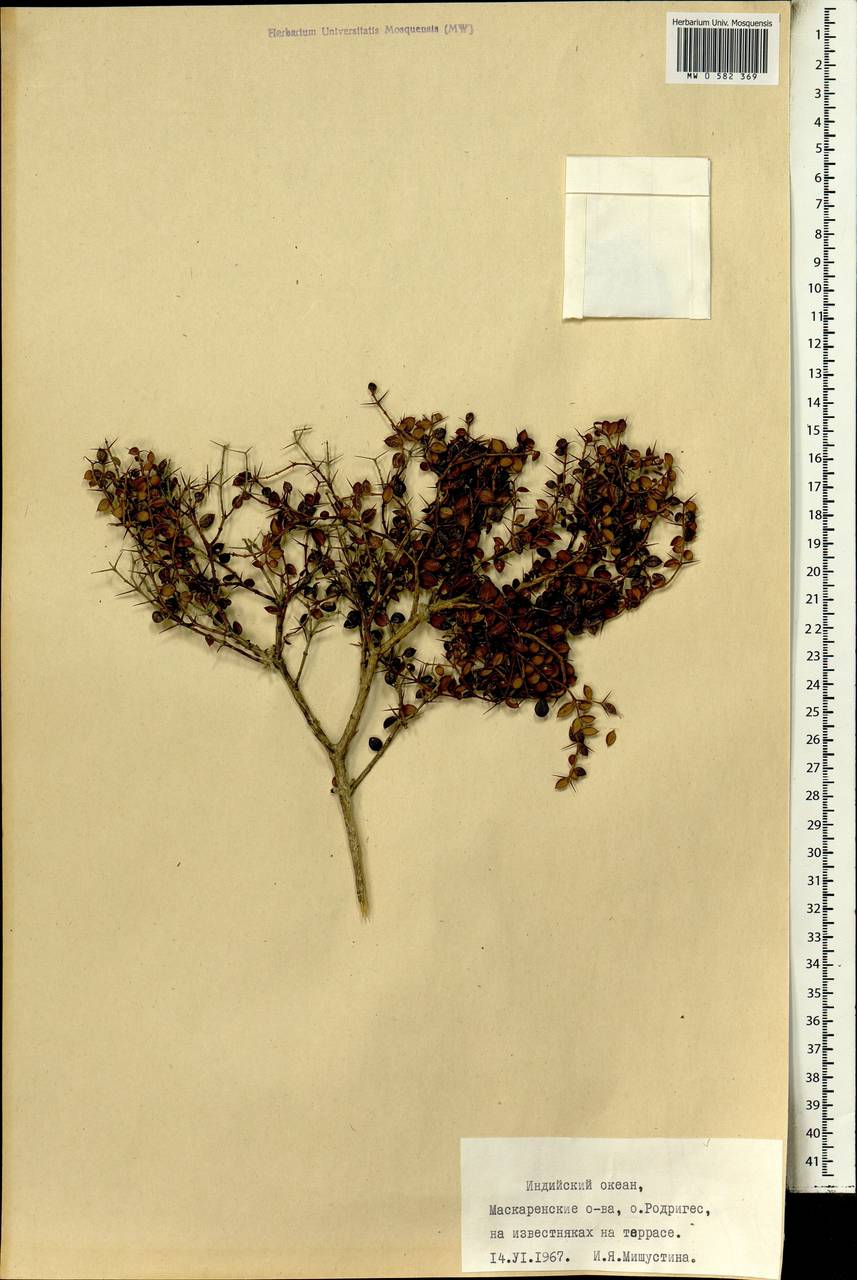 Magnoliopsida, Африка (AFR) (Маврикий)
