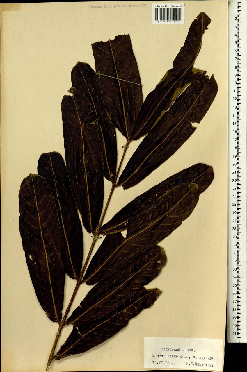 Magnoliopsida, Африка (AFR) (Маврикий)