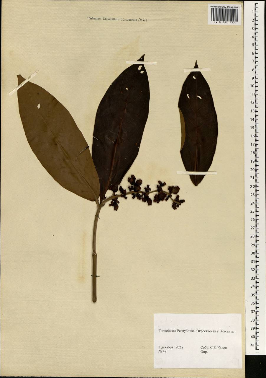 Magnoliopsida, Африка (AFR) (Гвинея)