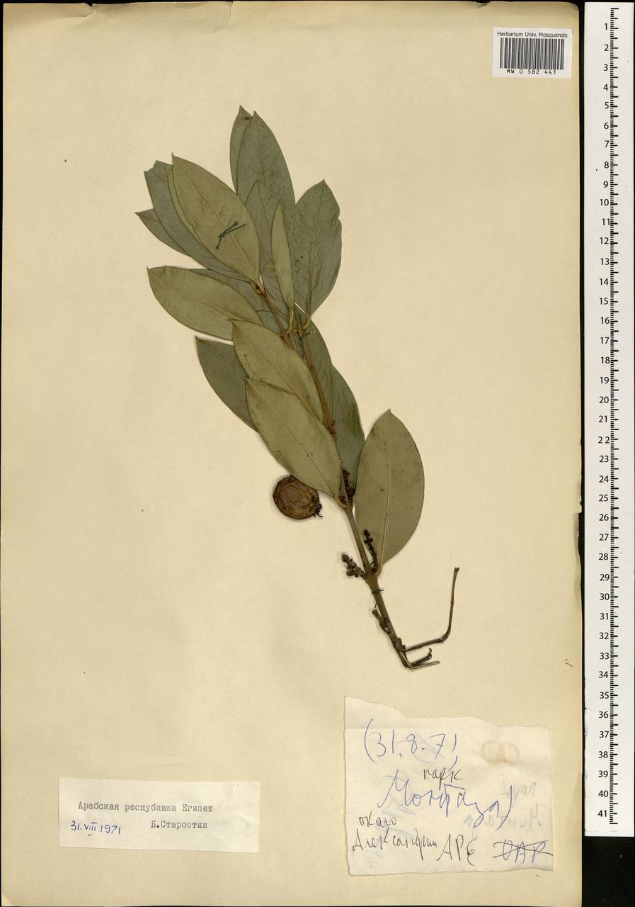 Magnoliopsida, Африка (AFR) (Египет)