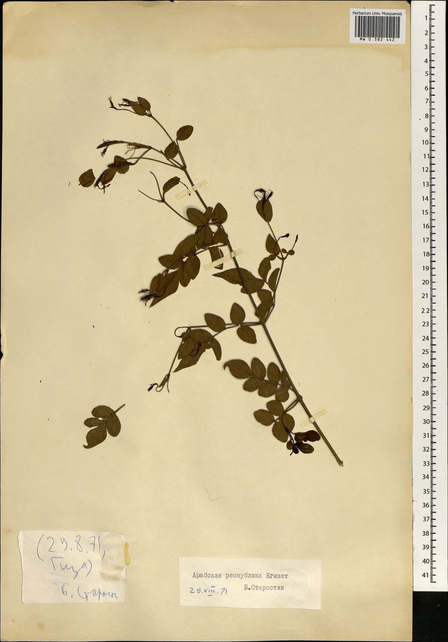 Magnoliopsida, Африка (AFR) (Египет)