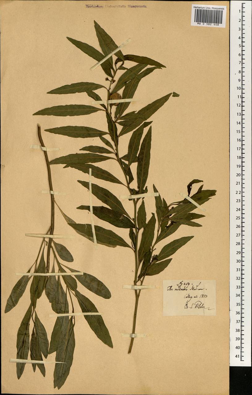 Magnoliopsida, Африка (AFR) (Португалия)