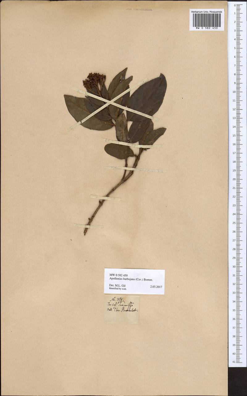 Apollonias barbujana (Cav.) A. Br., Африка (AFR) (Испания)