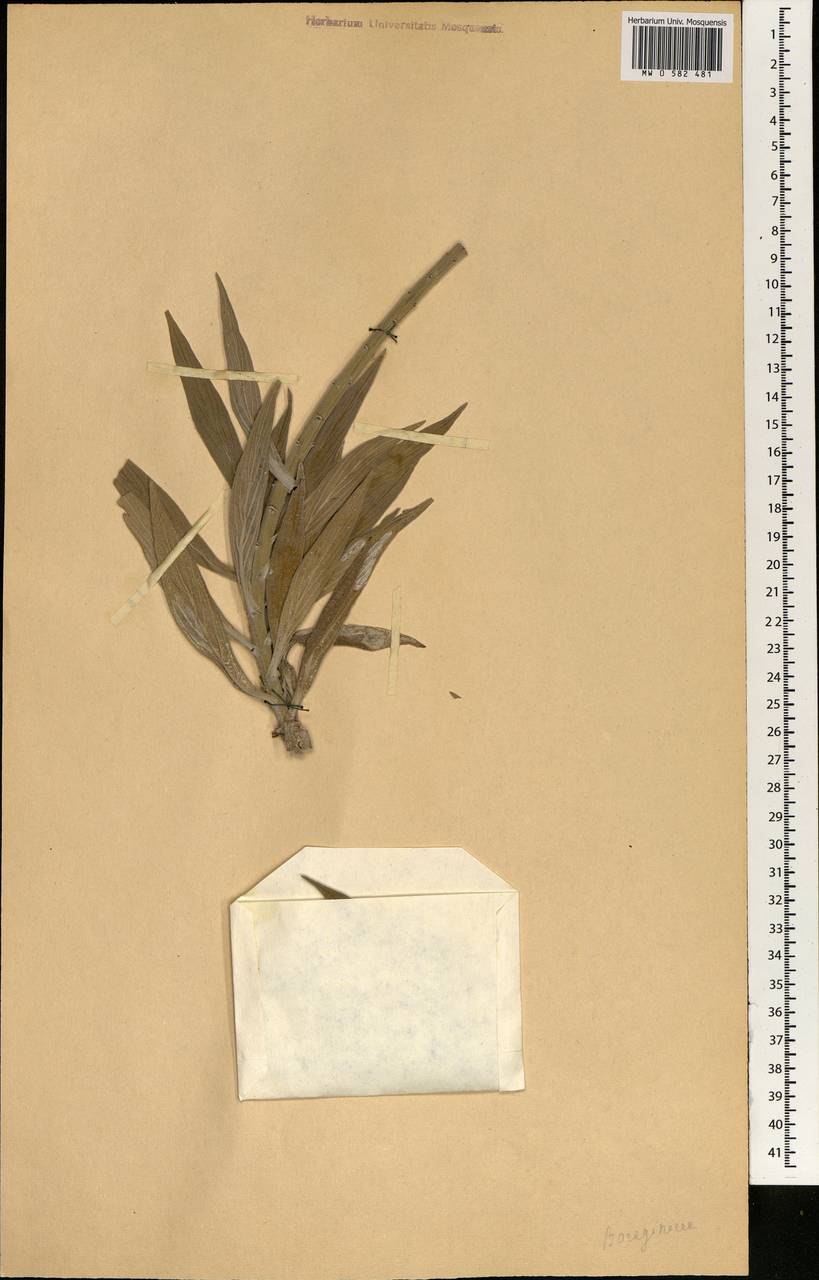 Magnoliopsida, Африка (AFR) (Неизвестно)