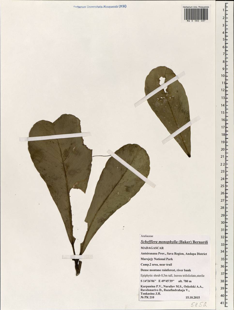 Astropanax monophyllus (Baker) Lowry, G. M. Plunkett, Gostel & Frodin, Африка (AFR) (Мадагаскар)