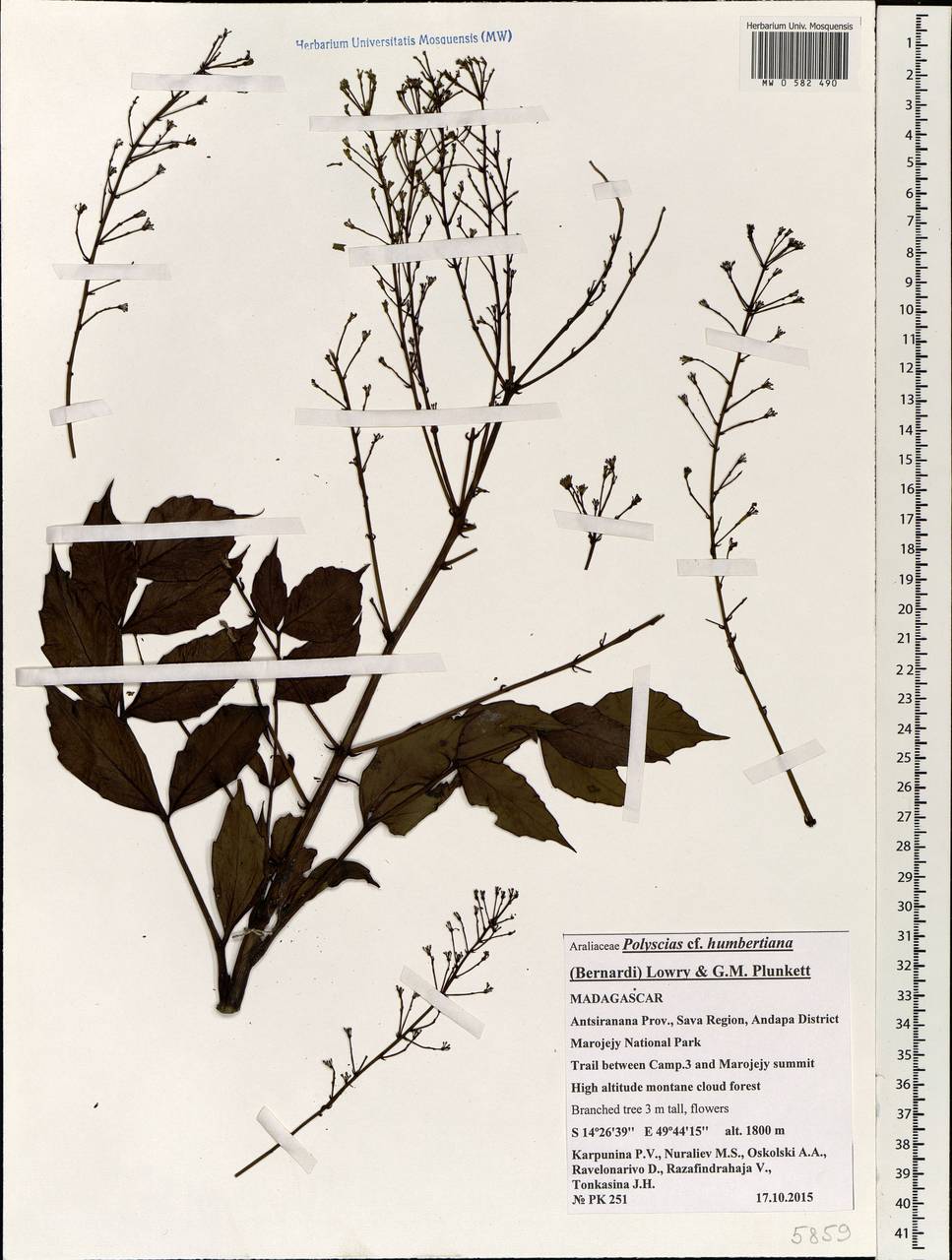 Polyscias humbertiana (Bernardi) Lowry & G.M.Plunkett, Африка (AFR) (Мадагаскар)