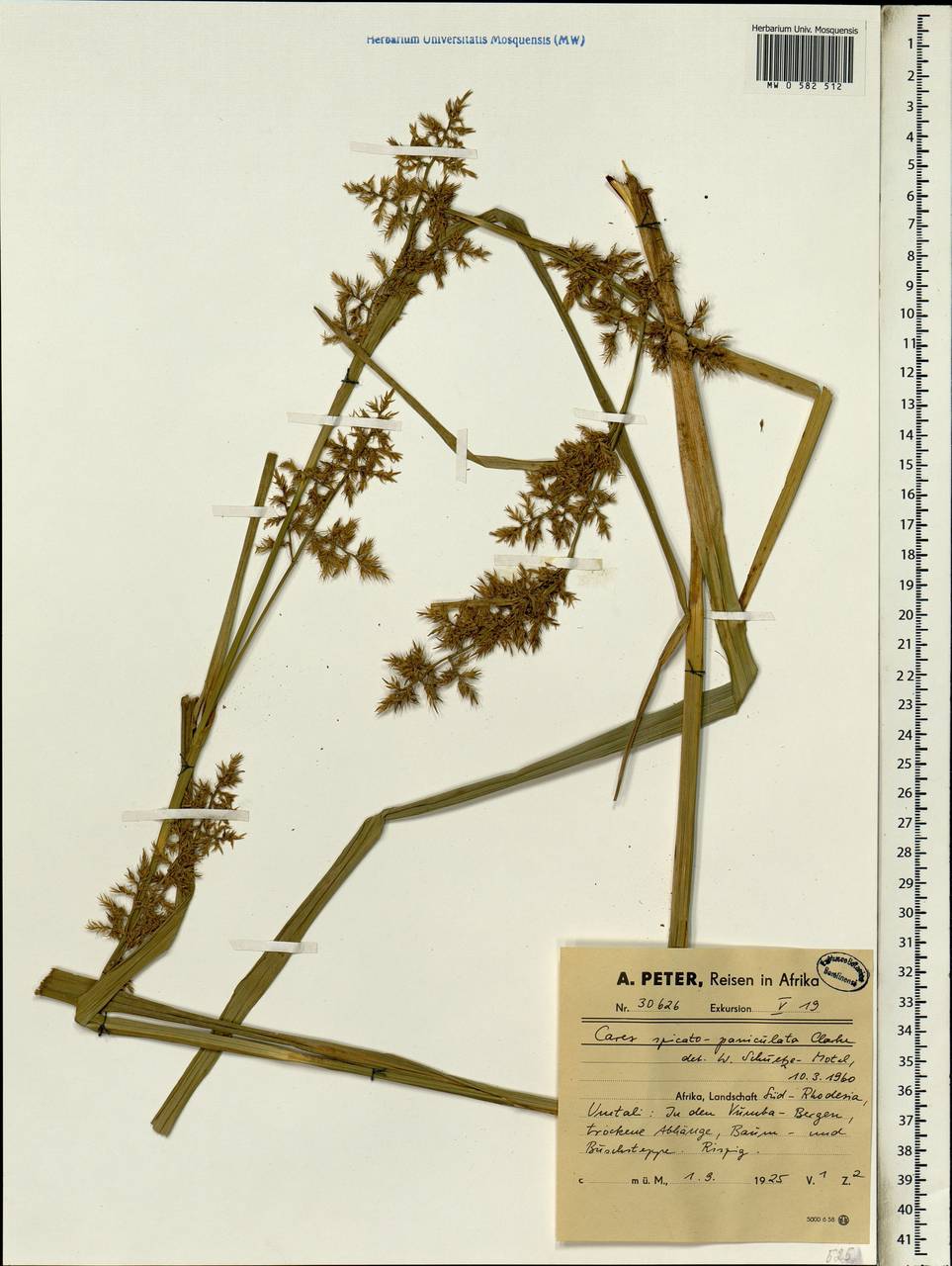 Carex spicatopaniculata Boeckeler ex C.B.Clarke, Африка (AFR) (Зимбабве)