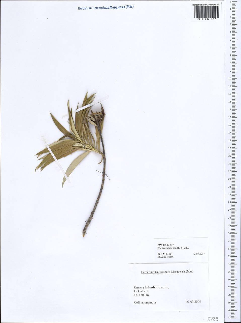 Carlina salicifolia (L. fil.) Cav., Африка (AFR) (Испания)