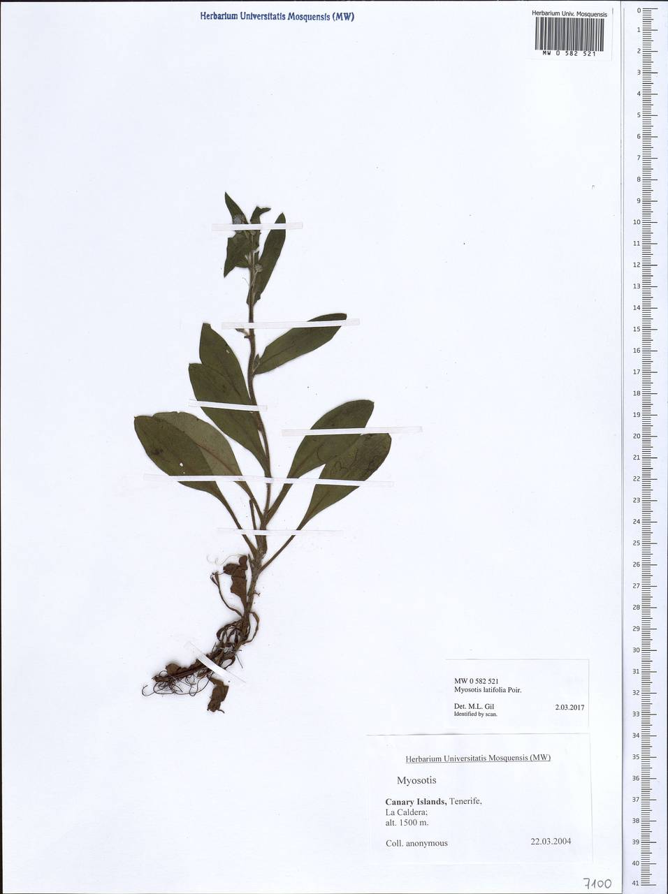 Myosotis latifolia Poir., Африка (AFR) (Испания)