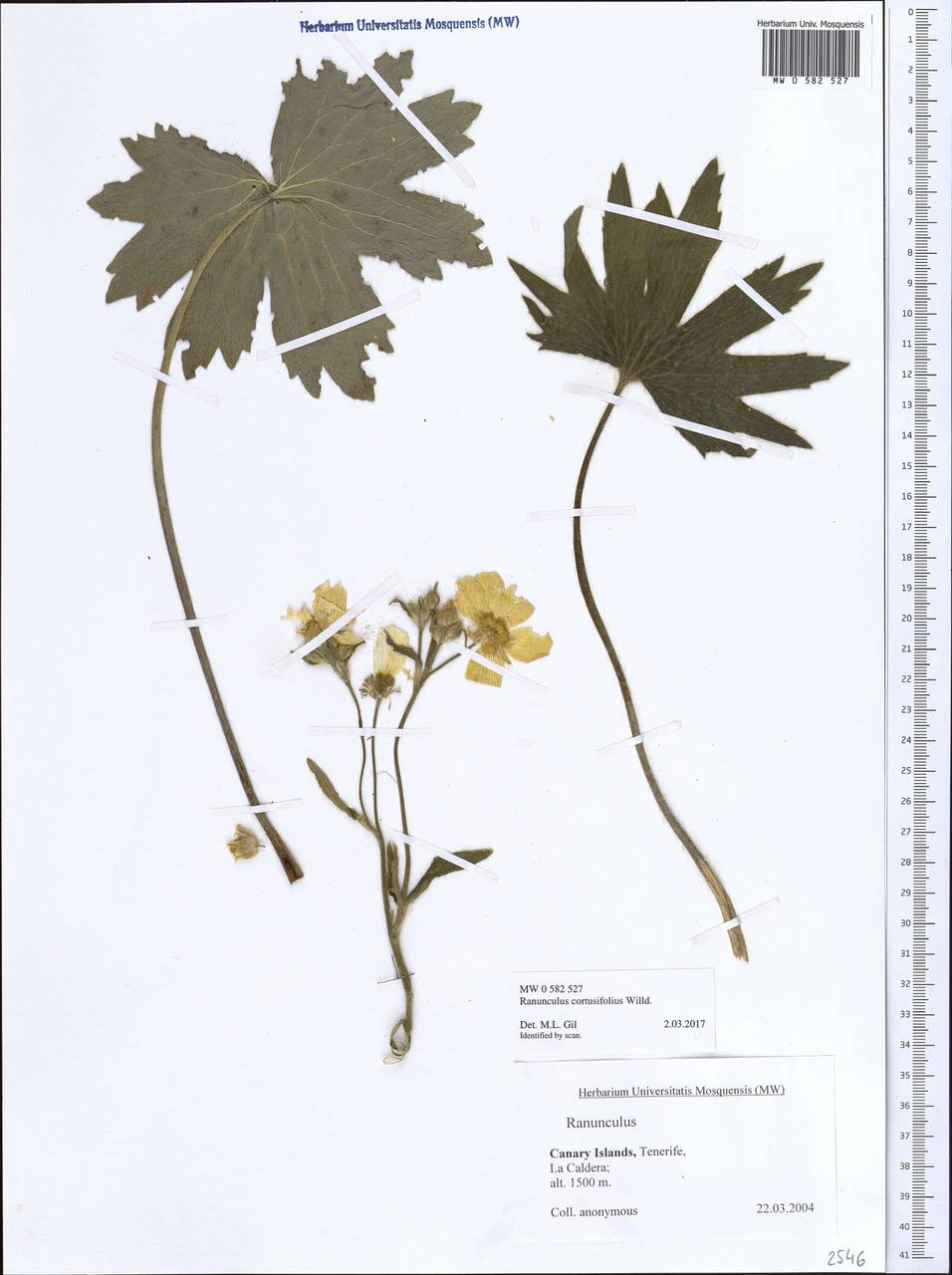 Ranunculus cortusifolius, Африка (AFR) (Испания)