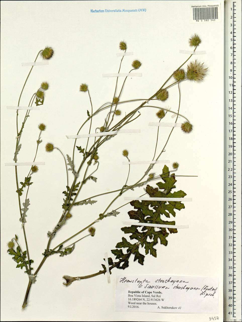 Himalaiella foliosa (Edgew.) Raab-Straube, Африка (AFR) (Кабо-Верде)