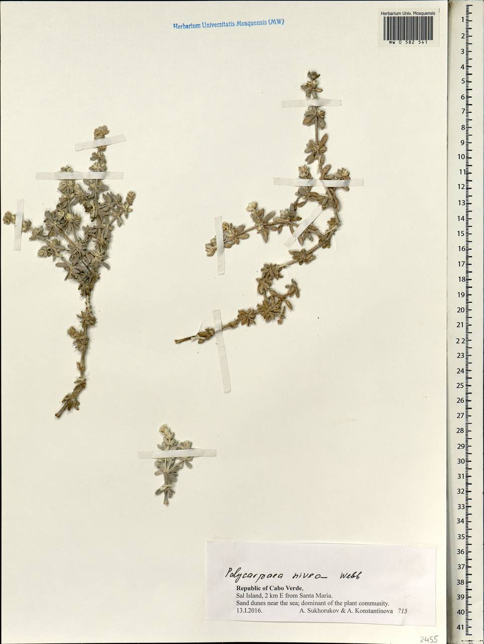 Polycarpaea nivea (Ait.) Webb, Африка (AFR) (Кабо-Верде)