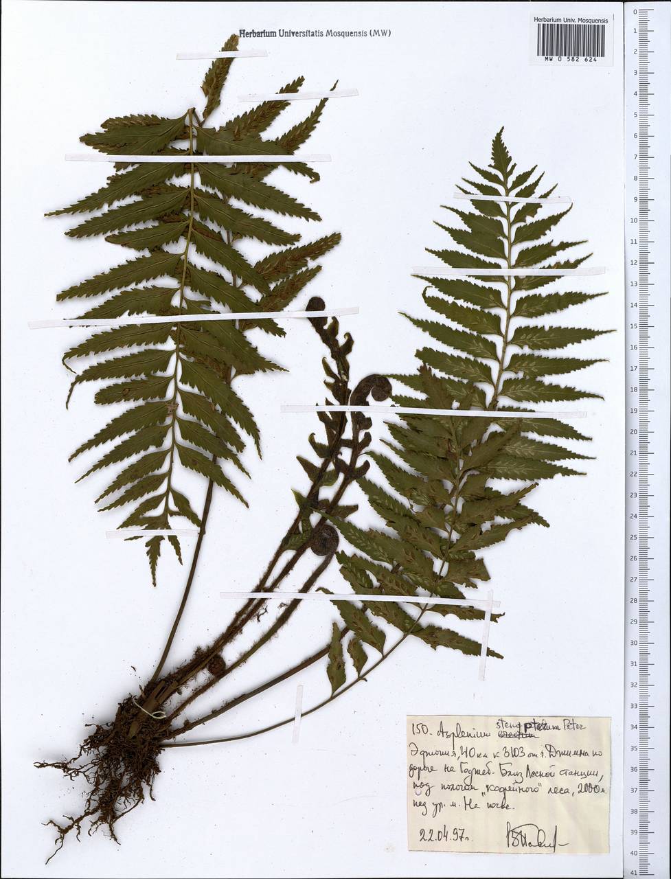 Asplenium pellucidum subsp. pellucidum, Африка (AFR) (Эфиопия)