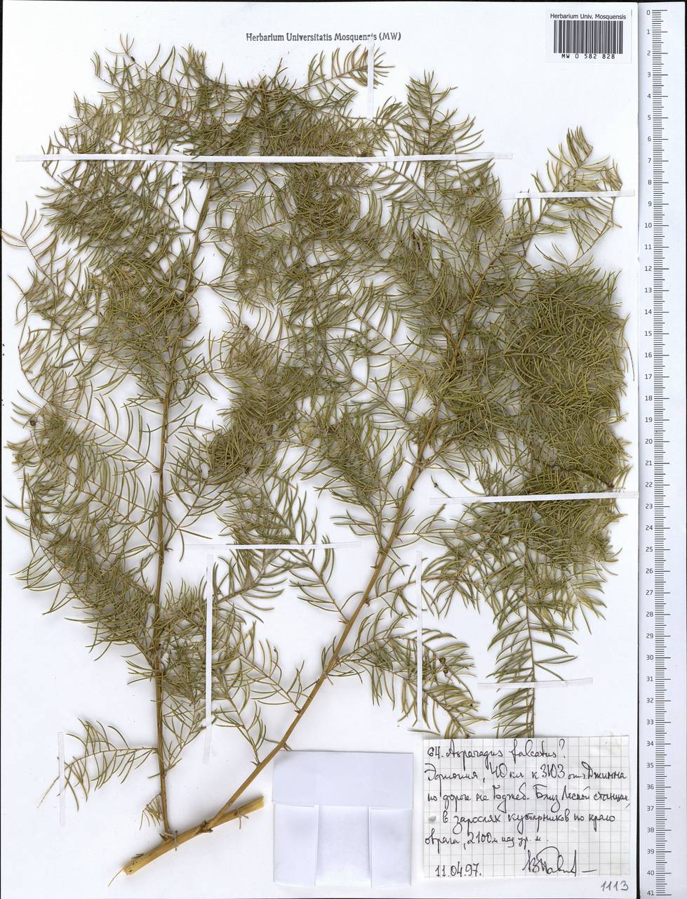 Asparagus falcatus L., Африка (AFR) (Эфиопия)