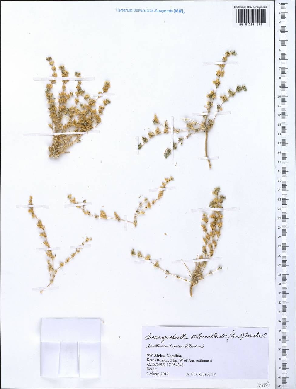 Suessenguthiella scleranthoides (Sond.) Friedr., Африка (AFR) (Намибия)