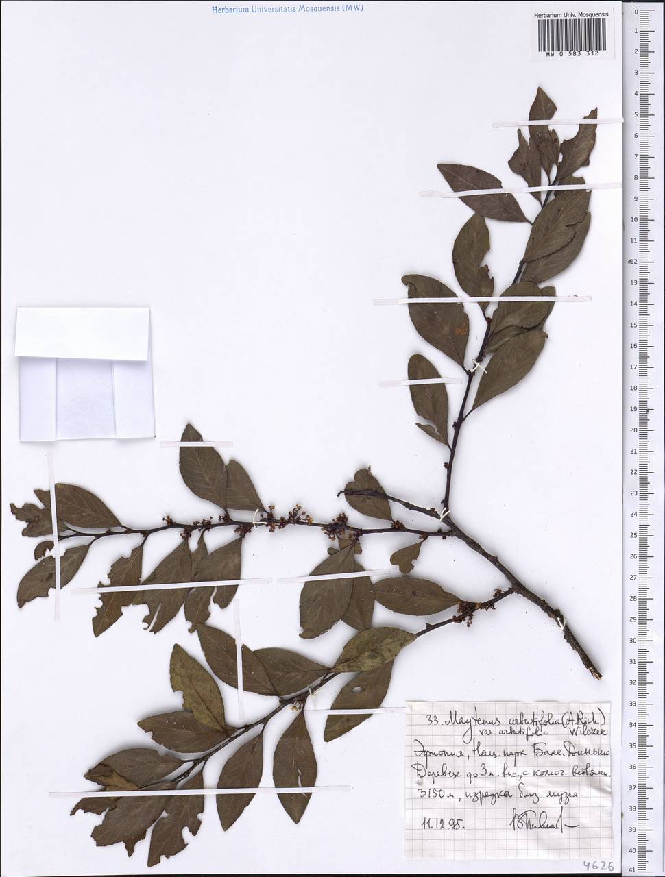 Gymnosporia arbutifolia subsp. arbutifolia, Африка (AFR) (Эфиопия)