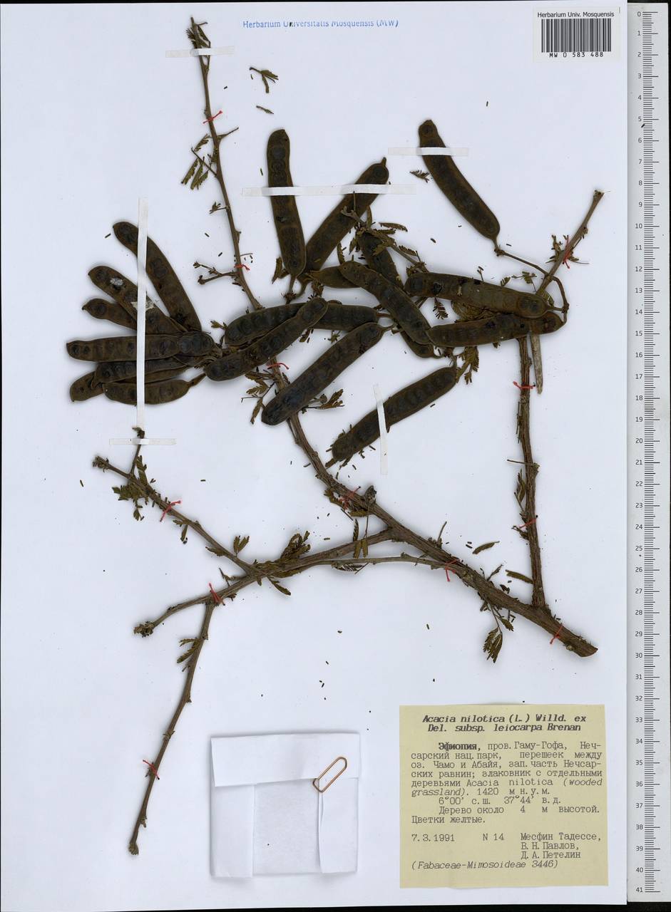 Vachellia nilotica subsp. leiocarpa (Brenan) Kyal. & Boatwr., Африка (AFR) (Эфиопия)