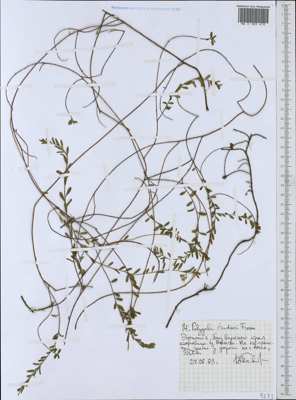 Polygala steudneri Chod., Африка (AFR) (Эфиопия)