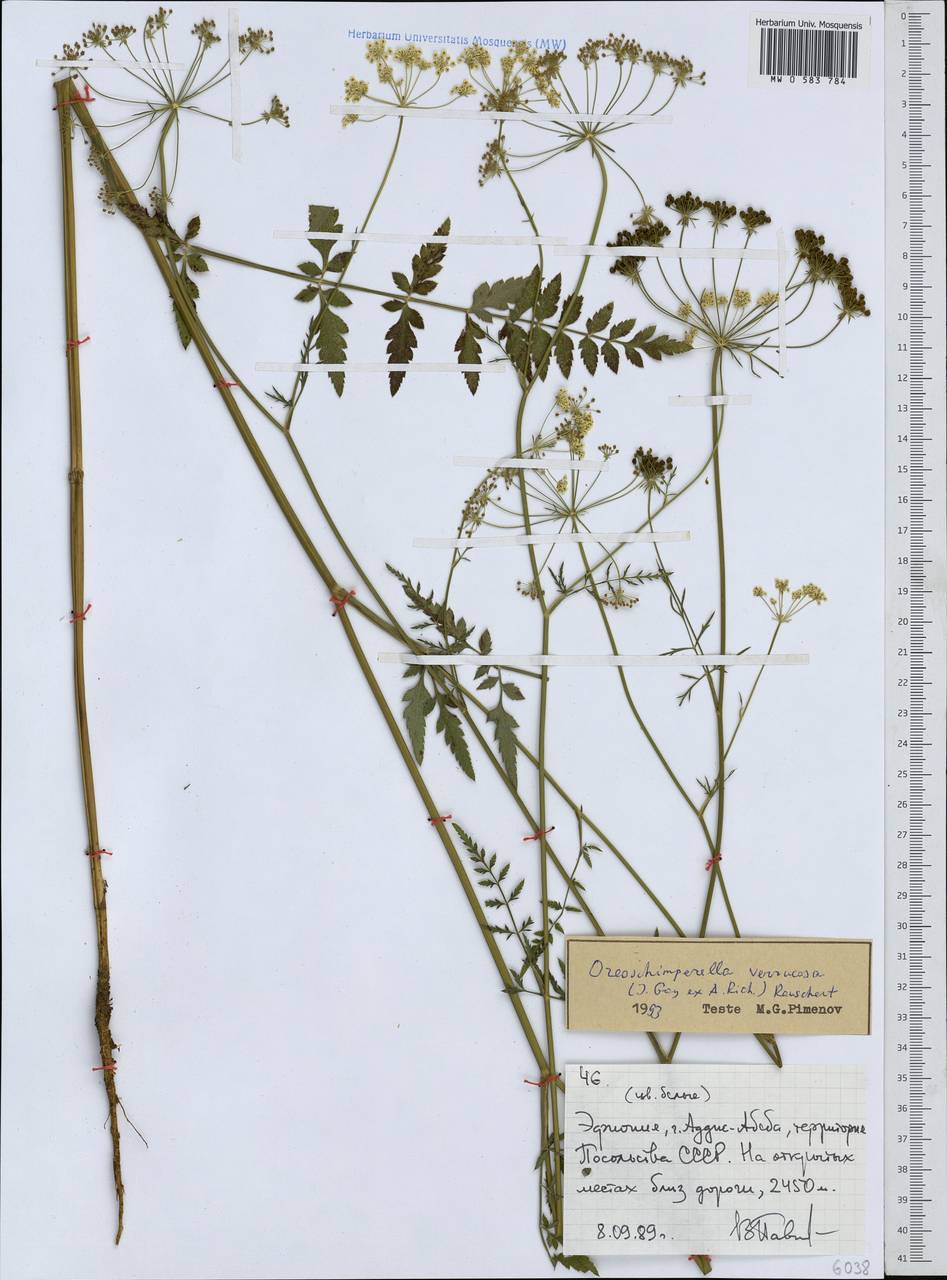 Oreoschimperella verrucosa (J. Gay ex A. Rich.) Rauschert, Африка (AFR) (Эфиопия)