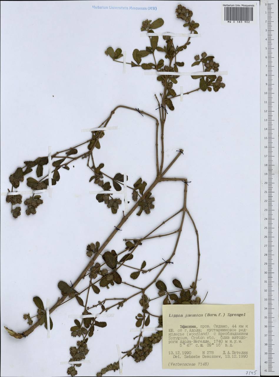 Lippia javanica (Burm.f.) Spreng., Африка (AFR) (Эфиопия)