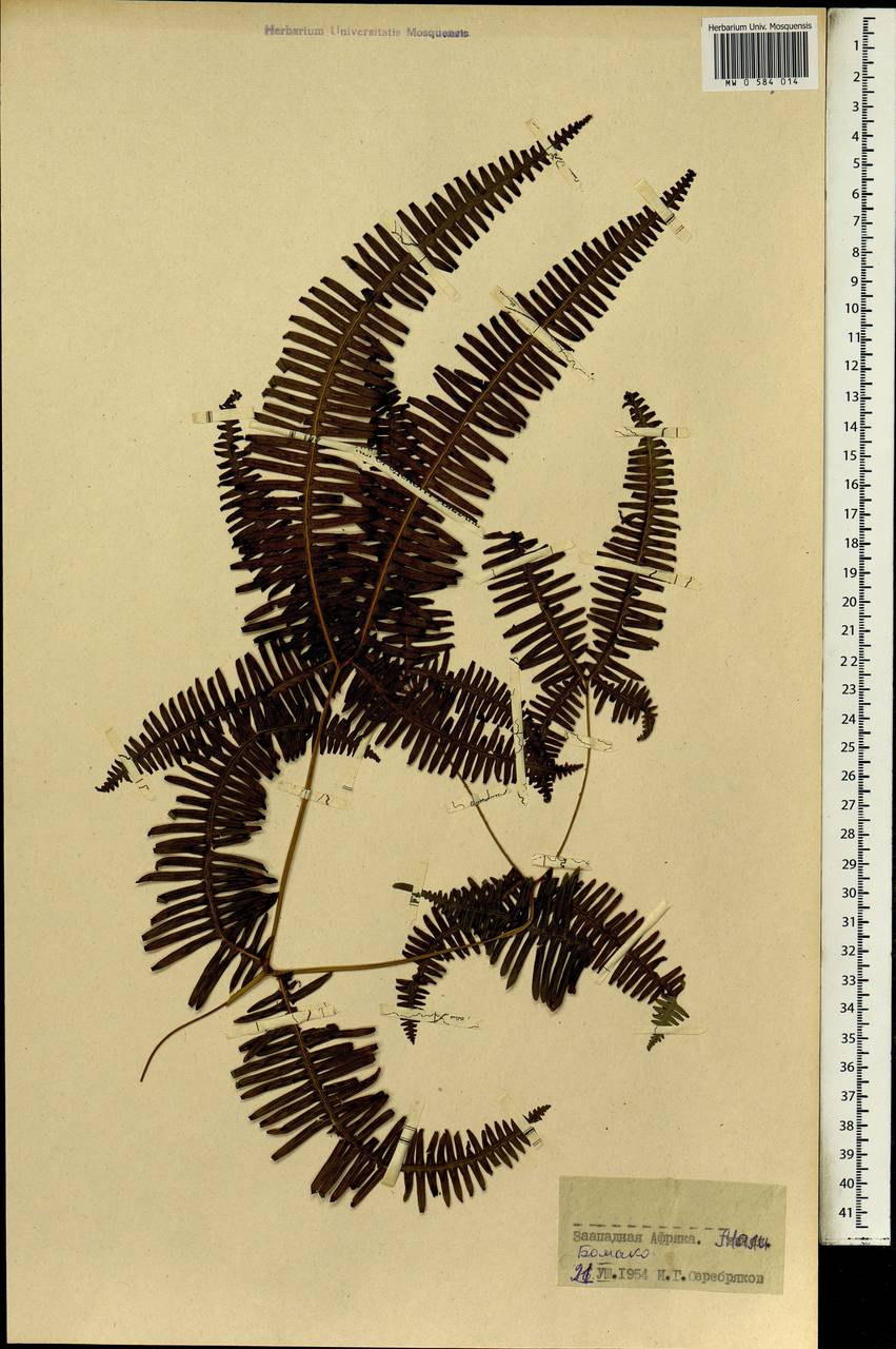 Polypodiopsida, Африка (AFR) (Мали)