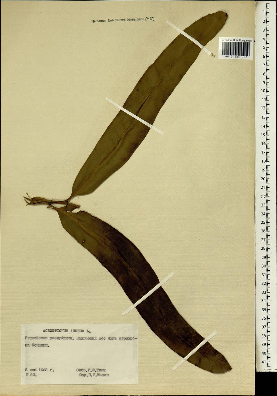 Акростихум золотистый L., Африка (AFR) (Гвинея)