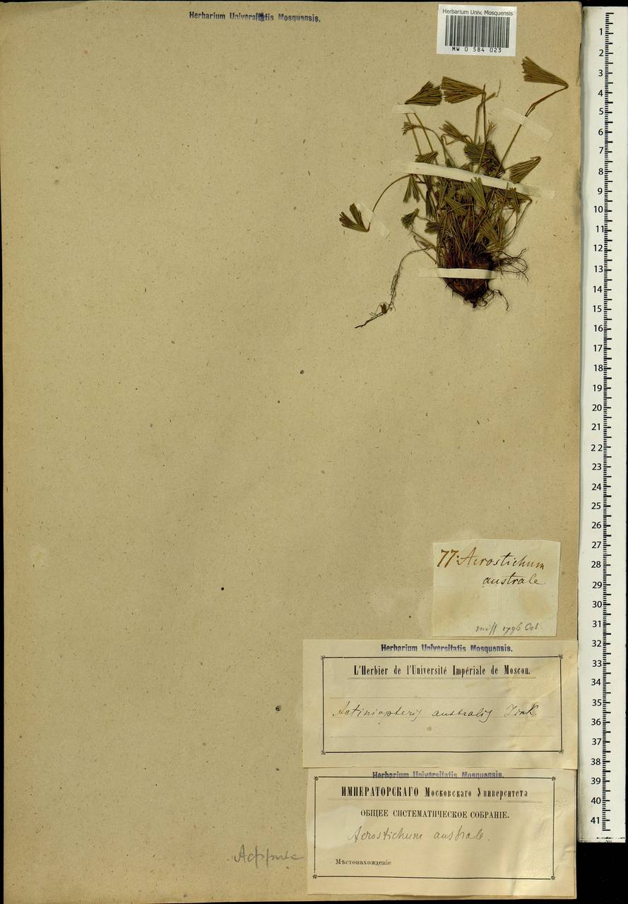 Actiniopteris australis (L. fil.) Link, Африка (AFR) (Неизвестно)