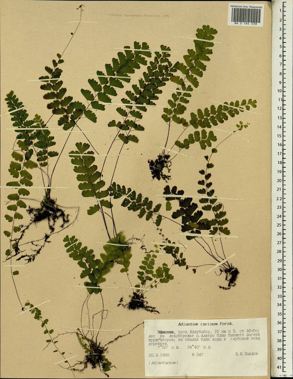 Adiantum alarconianum Gaudich., Африка (AFR) (Эфиопия)