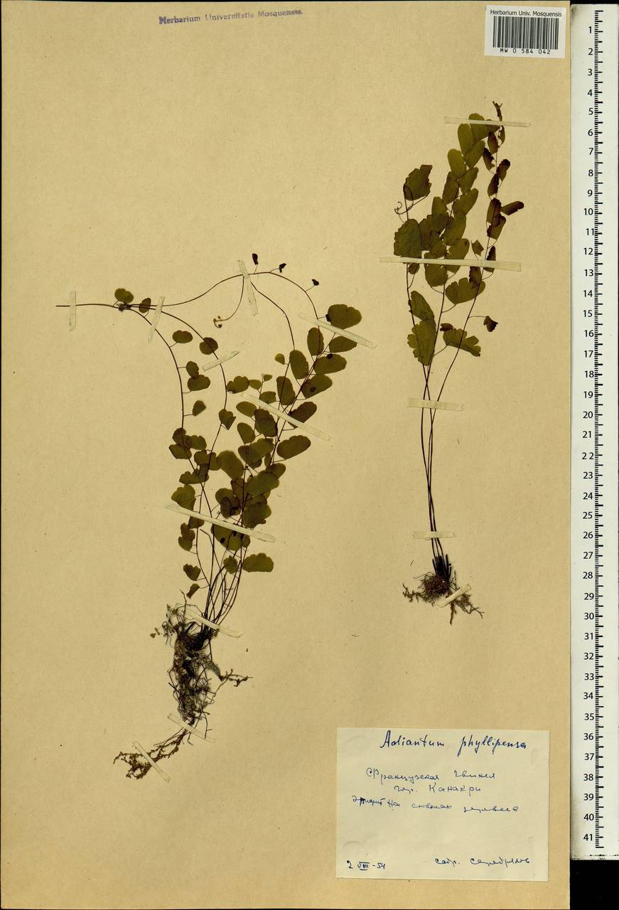Адиантум филиппинский L., Африка (AFR) (Гвинея)