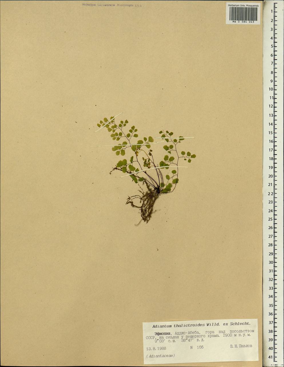 Adiantum poiretii Wikstr., Африка (AFR) (Эфиопия)