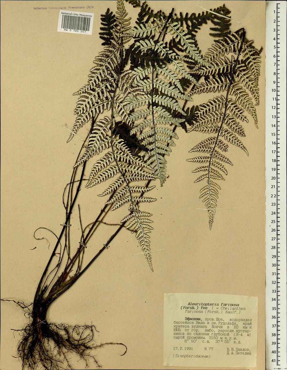 Aleuritopteris farinosa (Forssk.) Fée, Африка (AFR) (Эфиопия)