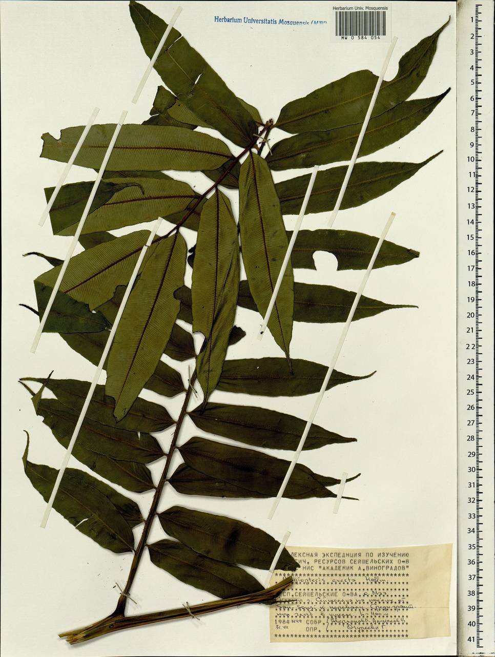 Angiopteris evecta (Forst.) Hoffm., Африка (AFR) (Сейшельские острова)