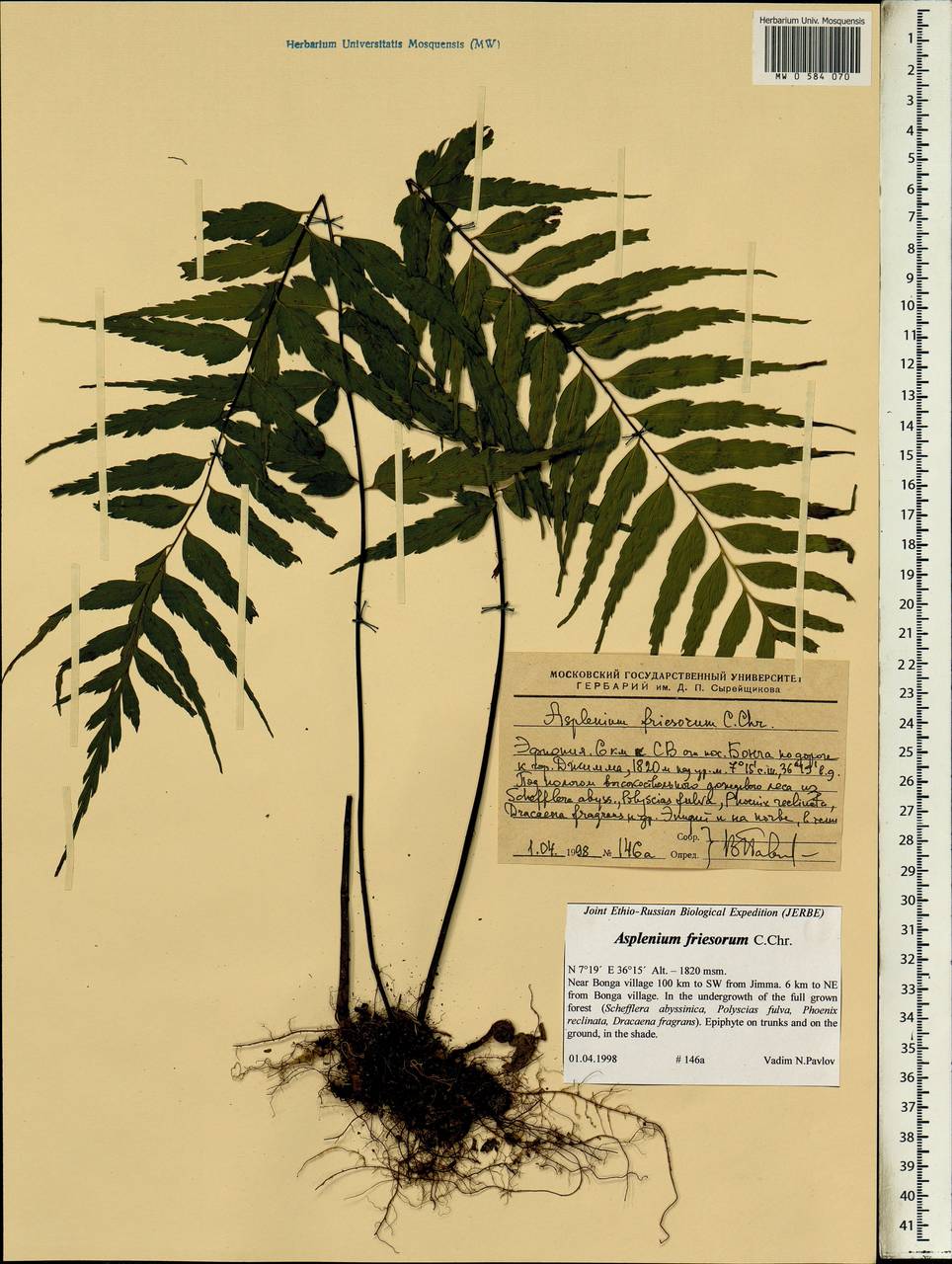 Asplenium gueinzianum Mett. ex Kuhn, Африка (AFR) (Эфиопия)