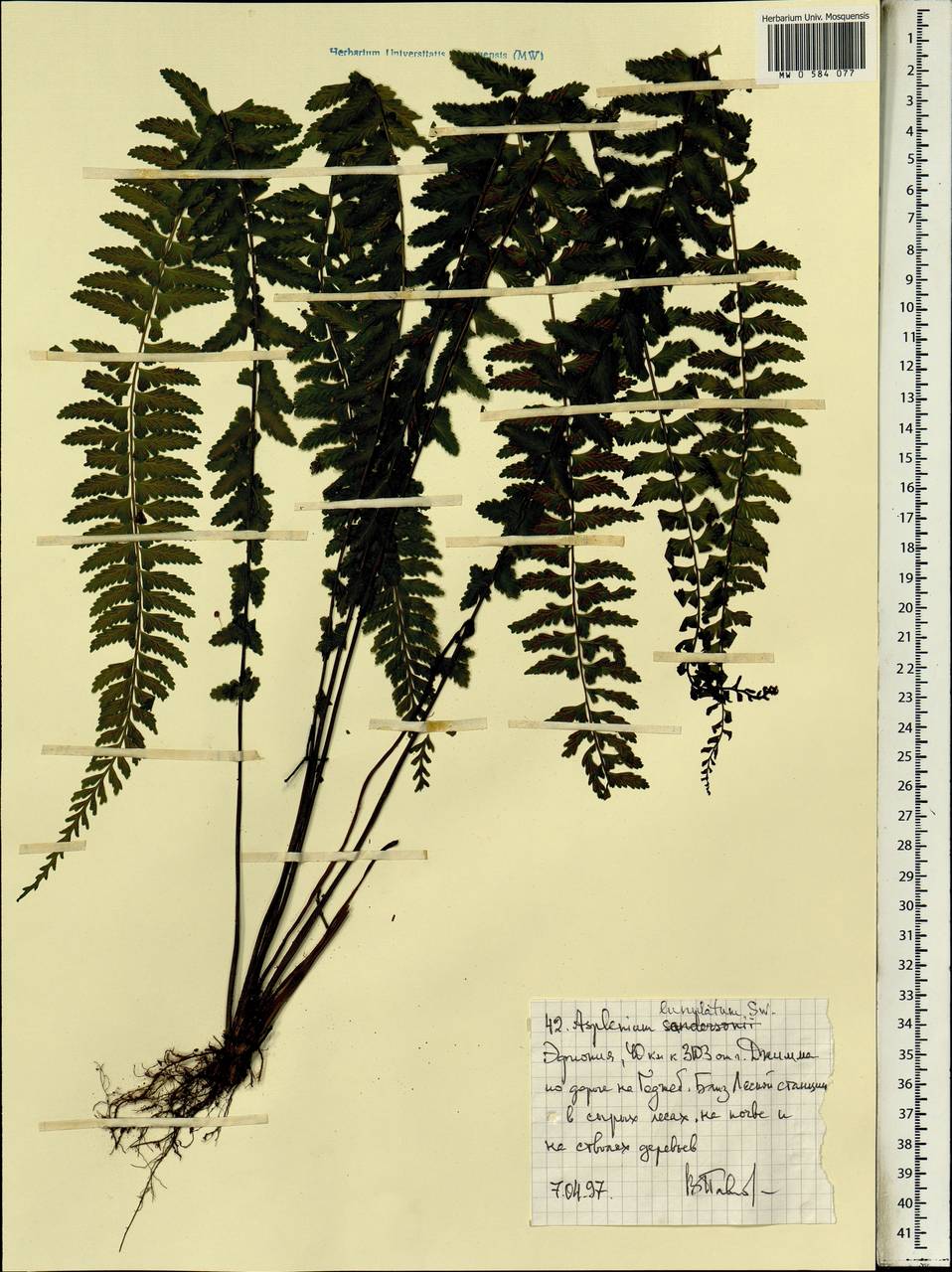 Asplenium lunulatum Sw., Африка (AFR) (Эфиопия)