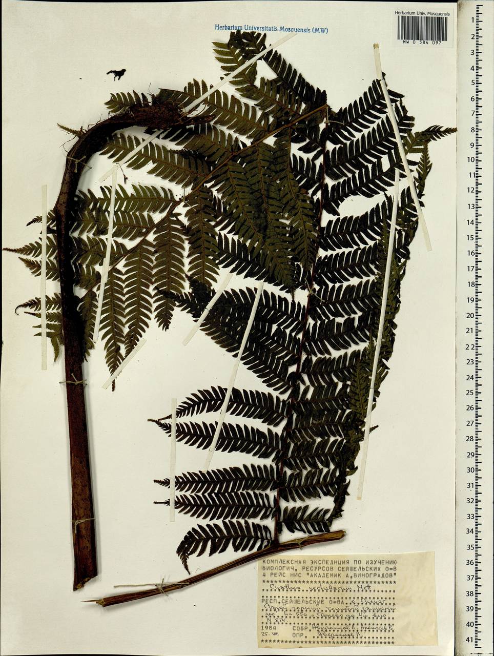 Cyathea sechellarum Mett., Африка (AFR) (Сейшельские острова)
