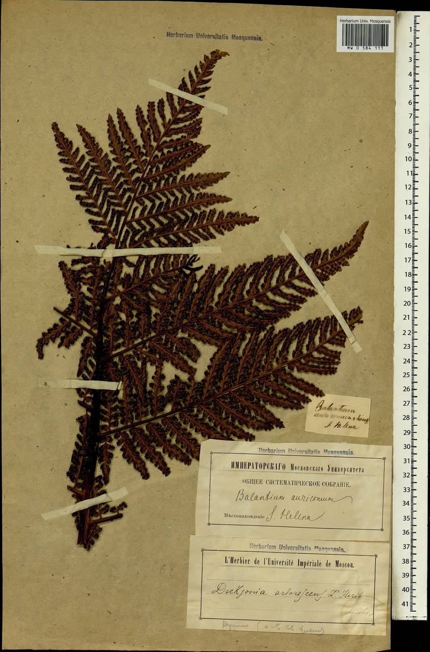 Dicksonia arborescens L'Hér., Африка (AFR) (Острова Святой Елены, Вознесения и Тристан-да-Кунья)